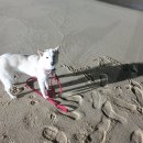 봄날애견 이미지