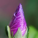 무궁화유치원 이미지