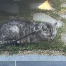 추냔이네 이미지