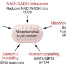 Re: Mitochondrial dysfunction in cell senescence and aging 이미지