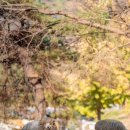 춘천목장 이미지