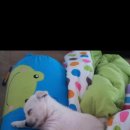 두학농장 | [양산 개 학대] 양산 개학대범 이야기 정리