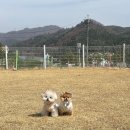 퍼피 그라운드 이미지