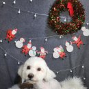 뽀삐애견샵 이미지