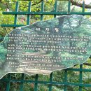 천년비자 이미지