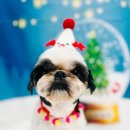 다올 그루밍 이미지