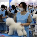 애견미용 이미지