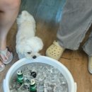 피개행개 이미지