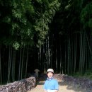 담양 대나무 테마공원 이미지