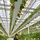 강화남로 | 인천 강화 가볼만한 곳 실내 데이트 딸기체험 오와오딸기 후기