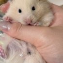 달빛 햄스터리 서울점 이미지