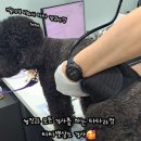 위드펫종합동물병원 이미지