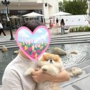 펫피파니 | 현대프리미엄아울렛 김포점 나들이 캠퍼 샌들 득템 아웃백까지
