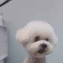 더(The)예쁘개 이미지