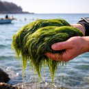 해조공인중개사사무소 이미지