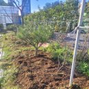 고등어아가씨 이미지