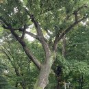 서울종묘 이미지