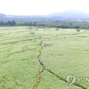 메밀영농조합법인 이미지