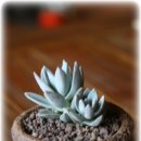 장호농장 이미지