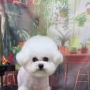 울알라애견미용 이미지