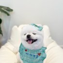 까까뿌숑 이미지