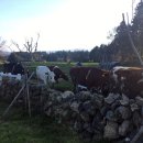 불빛목장 이미지