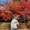 해피엔딩이즈마인 | HEIM 해피엔딩이즈마인 데일리로 입기 좋은 커플 맨투맨 솔직후기 !