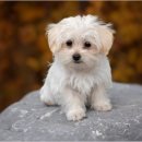 행복한동물병원 이미지