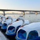 한강오리 이미지