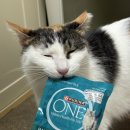 사빅코리아유한회사 | 퓨리나 프로플랜 하이드라케어 고양이 음수량 늘리기 프로젝트 1편 │ 체험단 선정 후기