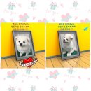 뽀삐 애견샵 이미지