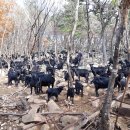 달뜨기흑염소목장 이미지