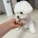 동그리멍 이미지