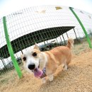 씨-스타 이미지