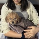 피개행개 | 서울 근교 반려견 동반 카라반 캐닌힐스 솔직후기 🏕 반려견과 함께하는 감성 캠핑장 추천