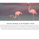 American flamingos in the Everglades, Florida 플로리다 주 에버글레이즈의 미국 플라밍고 이미지