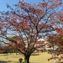 가을과 속초 설악제2캠퍼스 단풍 이미지