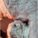 파주켄넬 이미지