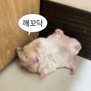 대흥양곡.떡방앗간 | 주인장이 좋아하는 4월 벚꽃