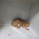 산청동물의료센터 이미지