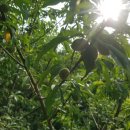 박용수농장 이미지