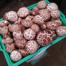 백화고버섯재배와 일반 표고버섯재배 방법의 가장 큰 차이점과 특징은 [핵심요약편] 이미지