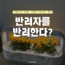 반려하다 이미지