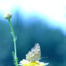 서정적 풍경 이미지