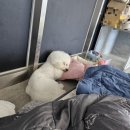 삼송데이케어 펫호텔 이미지