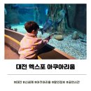 22정기공연 | 대전 아기랑 실내 나들이 추천｜신세계 엑스포 아쿠아리움 공연시간·관람후기