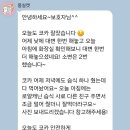 몽실캣 | 안양 고양이호텔, 몽실캣 호텔링 투숙 후기
