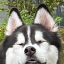 굿독(Good Dog) 이미지