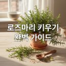 로망아로마테라피