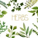 허브 식물과 향기의 이용 이미지